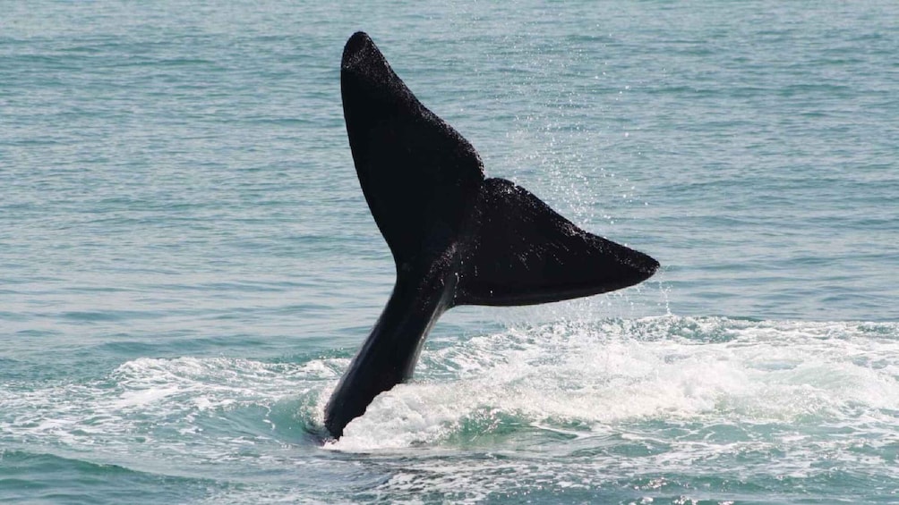 Picture 3 for Activity Cape Agulhas Full Day Tour | The Southernmost Tip of Africa