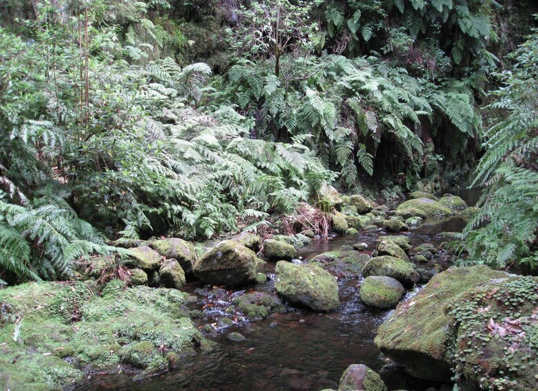 Picture 2 for Activity Hidden Corners, The Kings Levada Full day hike