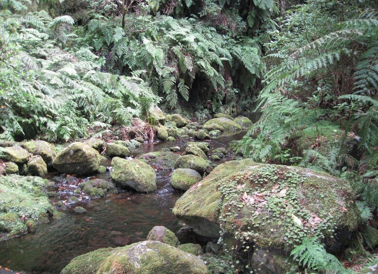 Picture 4 for Activity Hidden Corners, The Kings Levada Full day hike