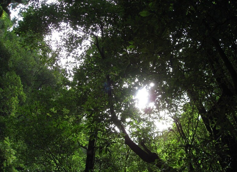 Picture 5 for Activity Hidden Corners, The Kings Levada Full day hike