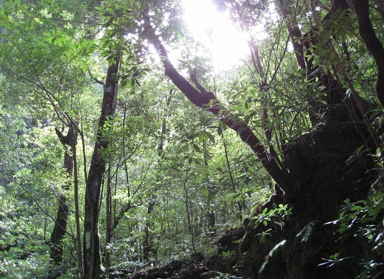 Hidden Corners, The Kings Levada Full day hike