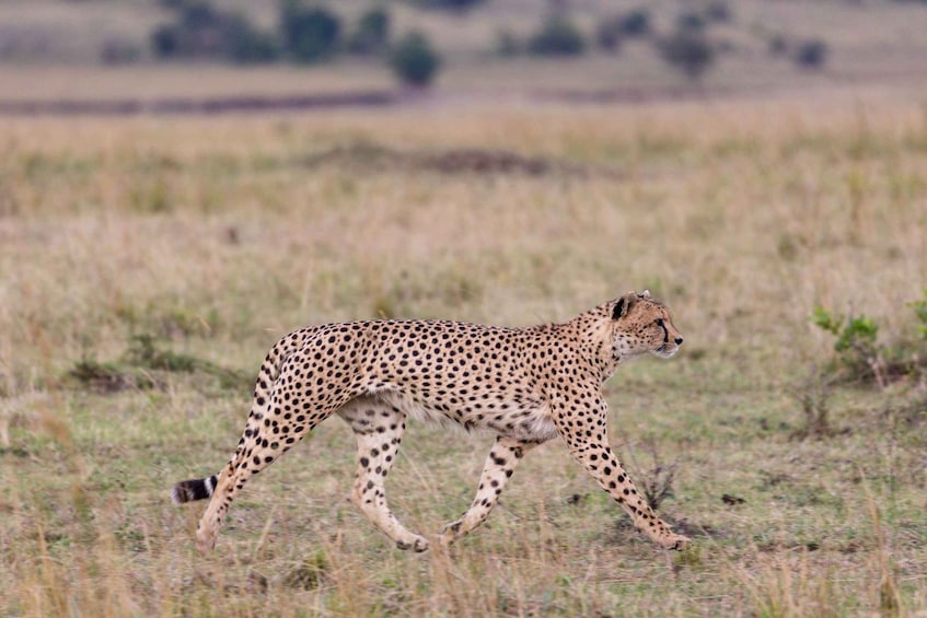 Picture 2 for Activity 9-Day Elewana Luxury Nairobi Amboseli Meru & Mara Fly In