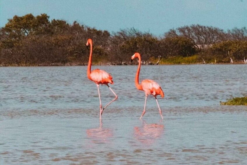 Picture 1 for Activity From Merida: Tour to Las Coloradas with Lunch & boat