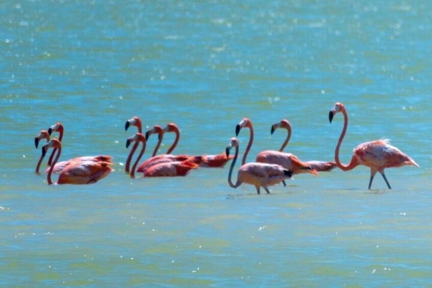 Picture 4 for Activity From Merida: Tour to Las Coloradas with Lunch & boat