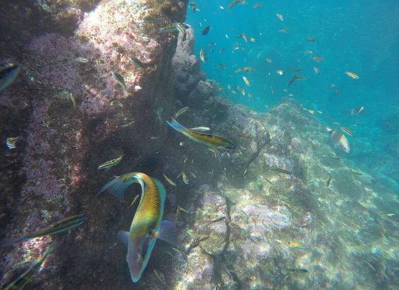 Picture 1 for Activity Caniço: Garajau Nature Reserve Guided Snorkeling Tour