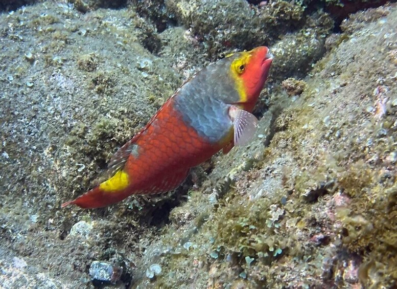 Picture 4 for Activity Caniço: Garajau Nature Reserve Guided Snorkeling Tour