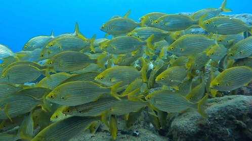 Caniço : Réserve naturelle de Garajau - plongée avec tuba excursion