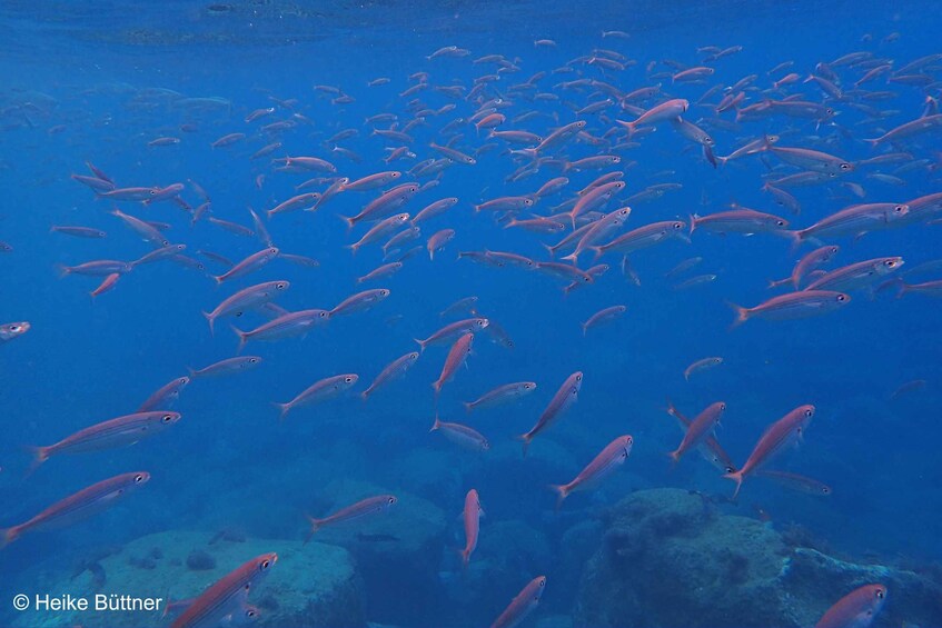 Picture 7 for Activity Caniço: Garajau Nature Reserve Guided Snorkeling Tour