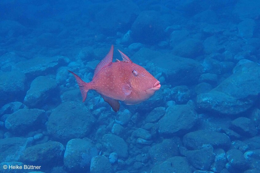 Picture 6 for Activity Caniço: Garajau Nature Reserve Guided Snorkeling Tour