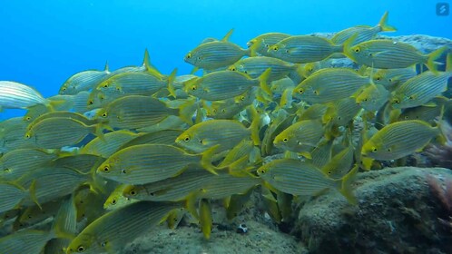 Caniço: Garajau Nature Reserve Guided Snorkelling Tour