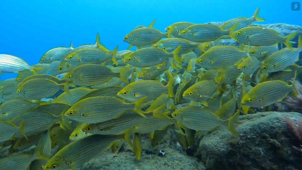 Caniço: Garajau Nature Reserve Guided Snorkeling Tour