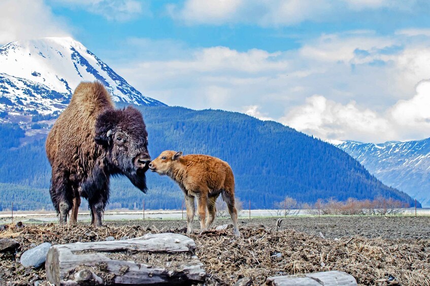 Picture 3 for Activity From Anchorage: Valley of Glaciers & Wildlife Center Tour