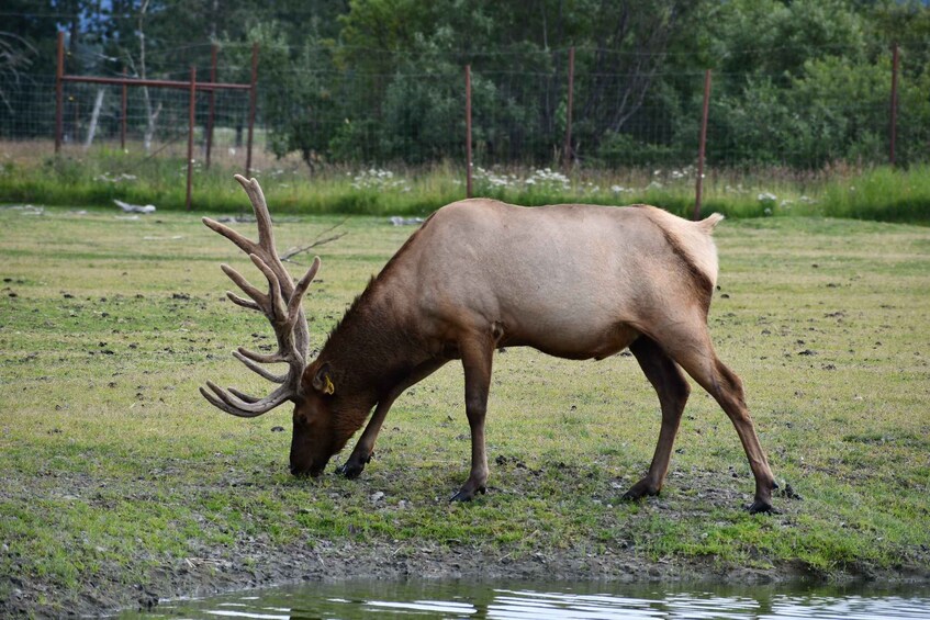 Picture 5 for Activity From Anchorage: Valley of Glaciers & Wildlife Center Tour