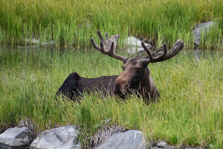 Picture 4 for Activity From Anchorage: Valley of Glaciers & Wildlife Center Tour