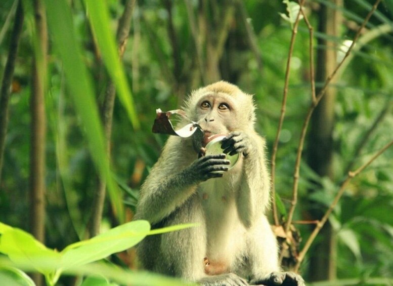 Picture 5 for Activity Can Gio Mangrove Biosphere Reserve 1 Day Tour