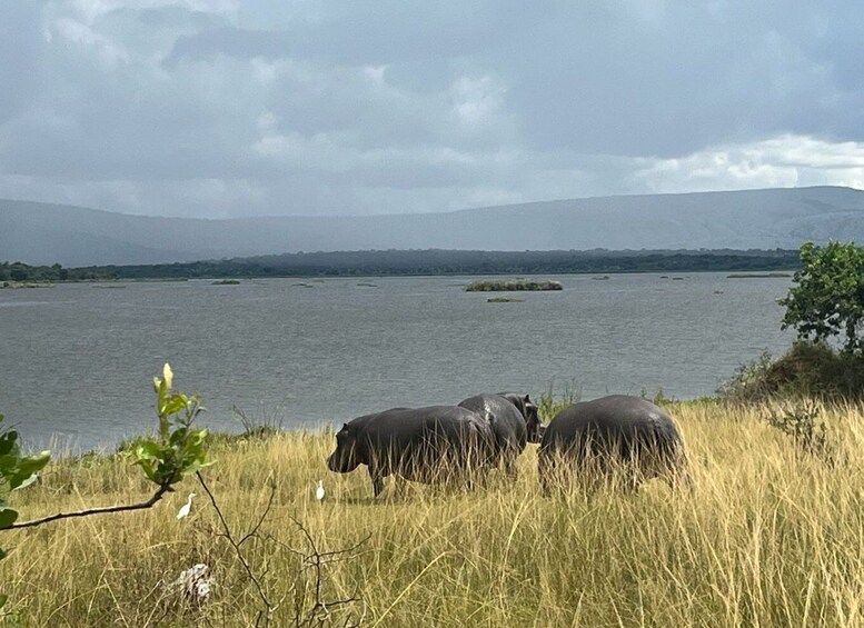 Akagera National Park Full-Day Game Drive Safari