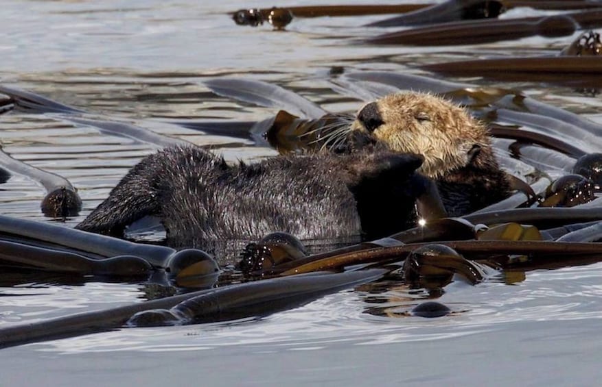 Picture 2 for Activity Victoria: Marine Wildlife & Whale Watch Tour