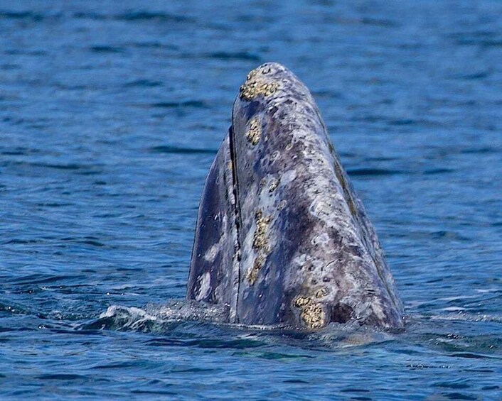 Picture 4 for Activity Victoria: Marine Wildlife & Whale Watch Tour