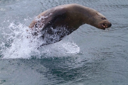 Victoria, BC: tour de observación de ballenas y vida marina