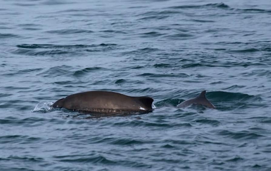 Picture 9 for Activity Victoria: Marine Wildlife & Whale Watch Tour