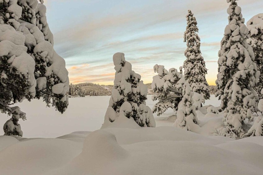 Picture 2 for Activity Hønefoss: 2-Day Moose Safari in Oslo's Wilderness