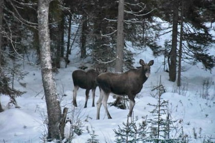 Hønefoss: 2-Day Moose Safari in Oslo's Wilderness