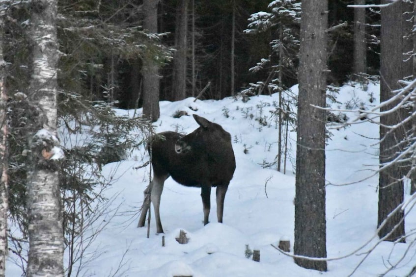 Picture 3 for Activity Hønefoss: 2-Day Moose Safari in Oslo's Wilderness