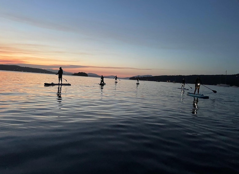 Picture 8 for Activity Brentwood Bay: Stand-up Paddleboard Bioluminescence Tour