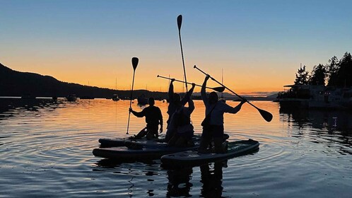 Brentwood Bay: Stand-up Paddleboard Bioluminescence Tour