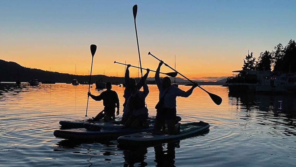 Brentwood Bay: Stand-up Paddleboard Bioluminescence Tour