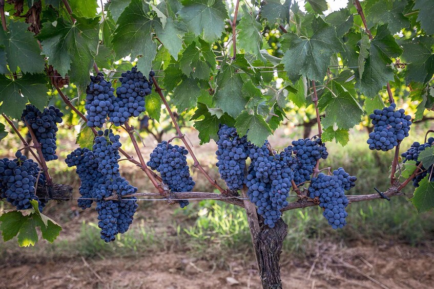 Picture 5 for Activity Montalcino: Private Cellar Tour, Wine Tasting & Appetizers