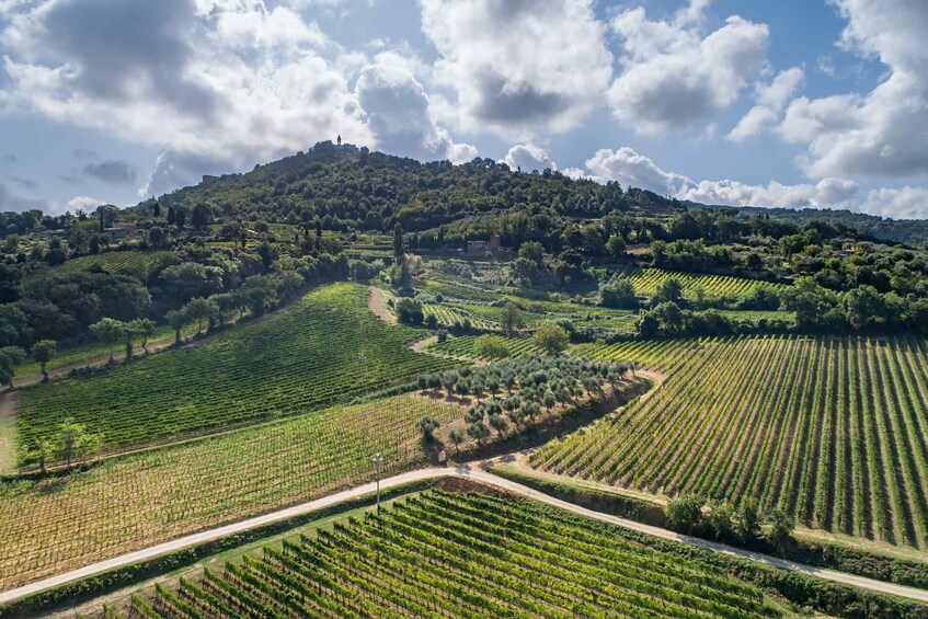 Picture 6 for Activity Montalcino: Private Cellar Tour, Wine Tasting & Appetizers