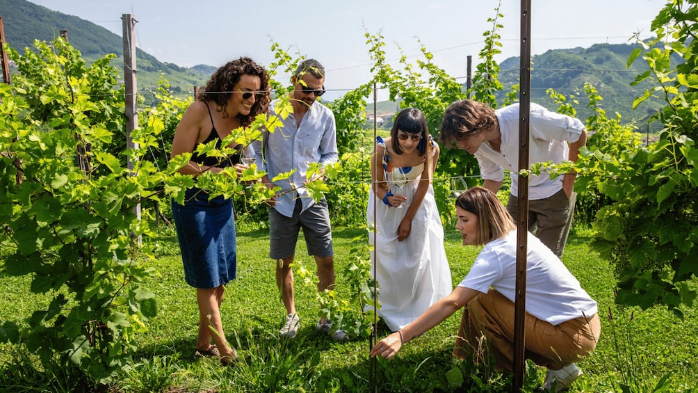 Picture 1 for Activity Valdobbiadene:Prosecco tasting,appetizers,winery & vineyard