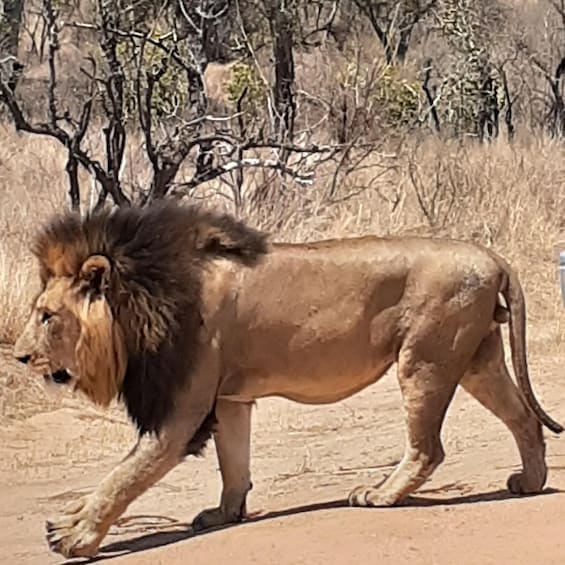 From Malelane: Half Day Kruger Park Wildlife Safari
