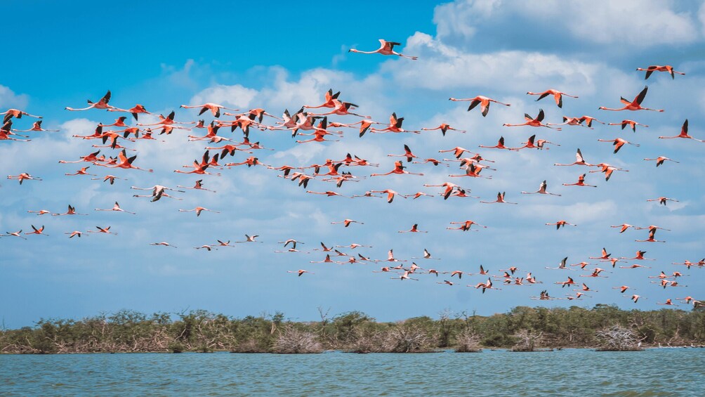 Picture 2 for Activity Palomino: Sanctuary of Flamingos Day Tour