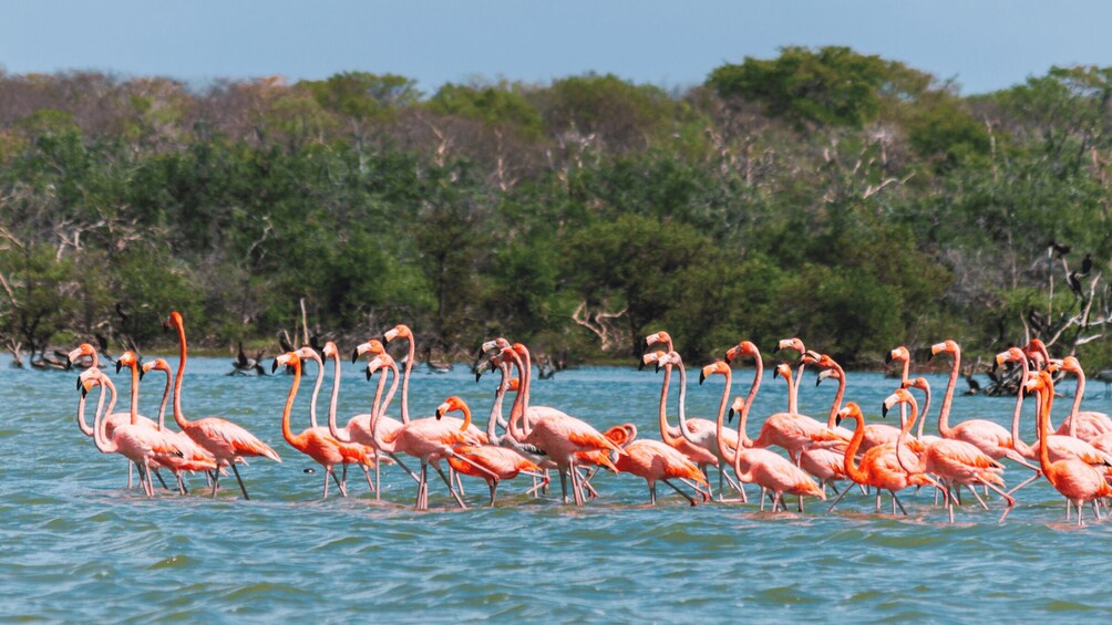 Palomino: Sanctuary of Flamingos Day Tour