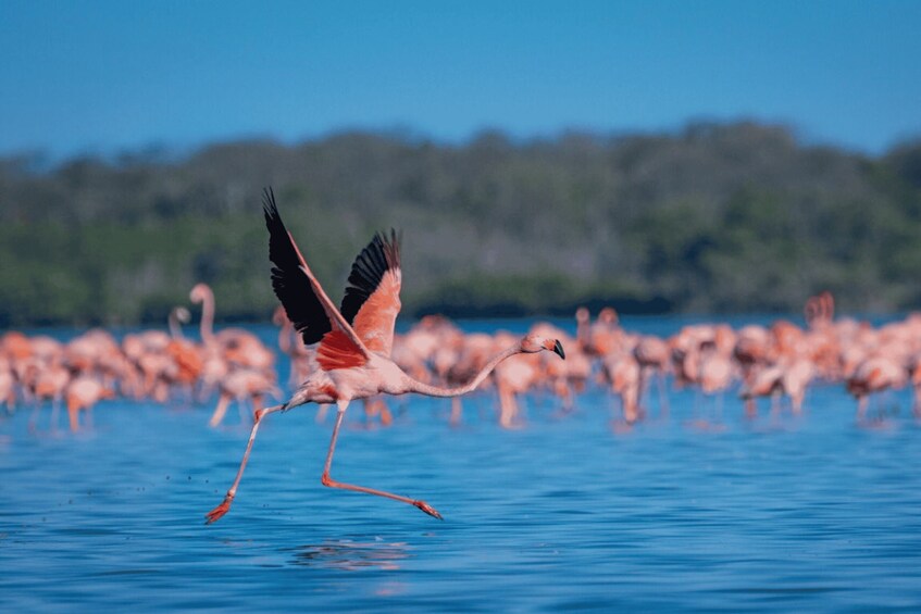 Picture 3 for Activity Palomino: Sanctuary of Flamingos Day Tour