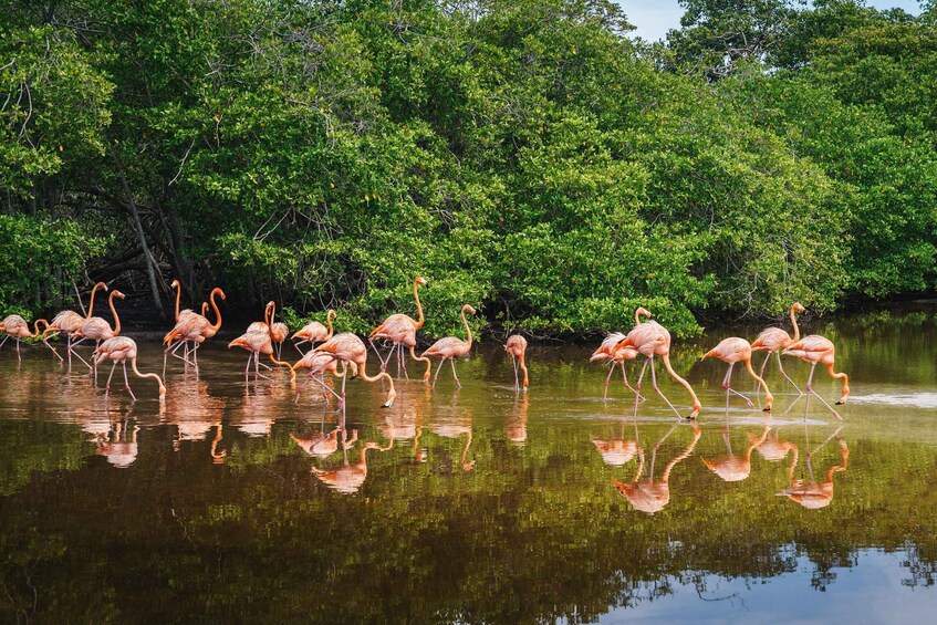 Picture 4 for Activity Palomino: Sanctuary of Flamingos Day Tour