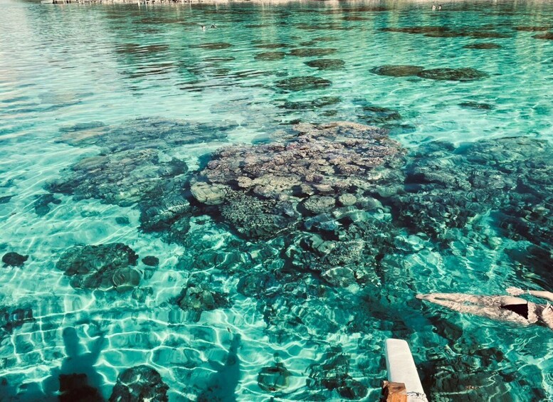 Picture 4 for Activity Bora Bora: 1/2 day lagoon safari - Shared tour