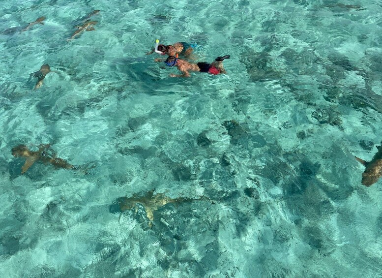 Picture 2 for Activity Bora Bora: 1/2 day lagoon safari - Shared tour