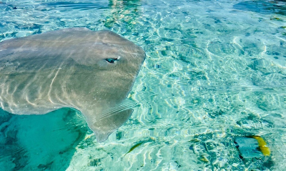 Picture 3 for Activity Bora Bora: 1/2 day lagoon safari - Shared tour