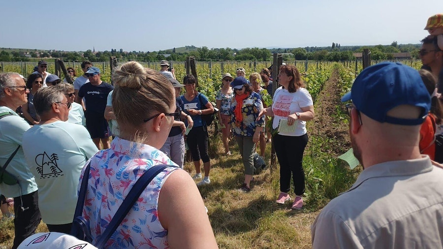 Dare to Alsace Wine with a Feminine Touch