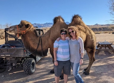 Las Vegas: UTV Adventure Tour with Camel Safari Zoo