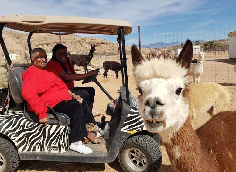 Picture 2 for Activity Las Vegas: UTV Adventure Tour with Camel Safari Zoo