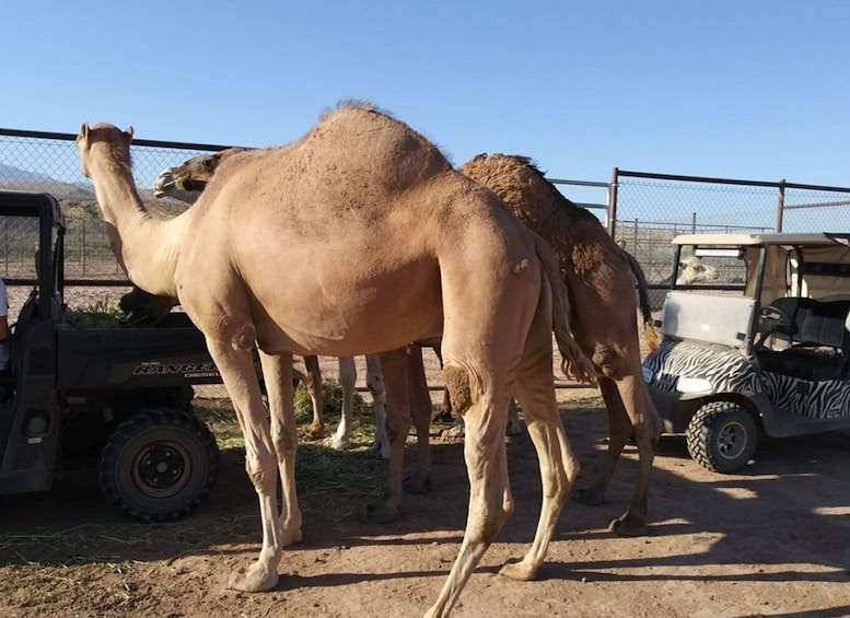 Picture 6 for Activity Las Vegas: UTV Adventure Tour with Camel Safari Zoo