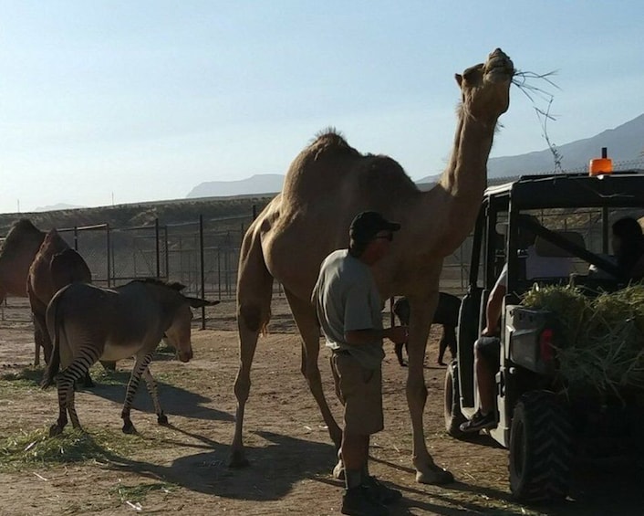 Picture 4 for Activity Las Vegas: UTV Adventure Tour with Camel Safari Zoo