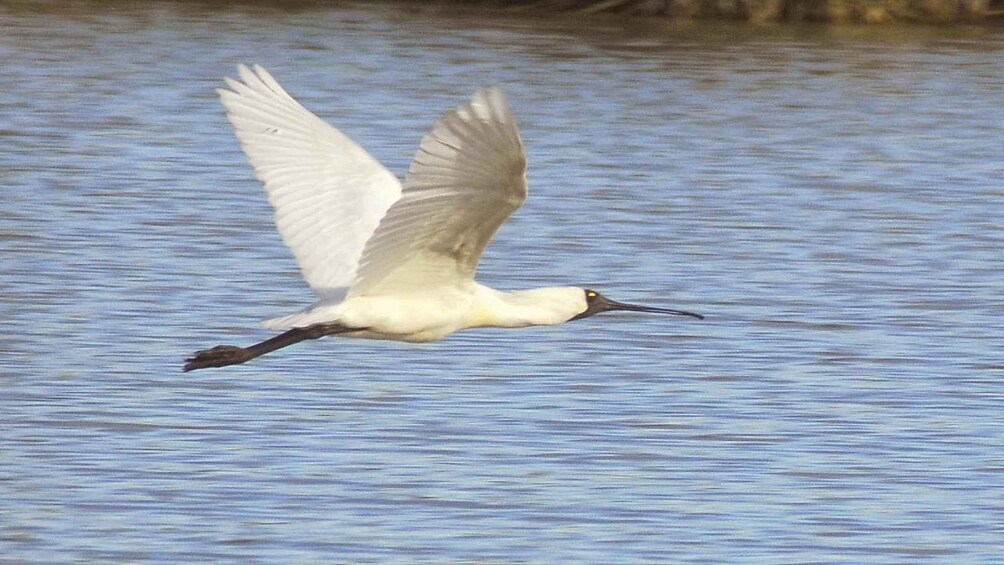 Picture 5 for Activity Banrock Station: Guided Birdwatching Tour