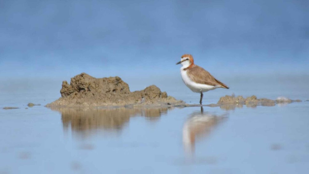 Picture 3 for Activity Banrock Station: Guided Birdwatching Tour