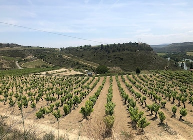 Rioja Day Tour: Explore Three Wineries with Tastings