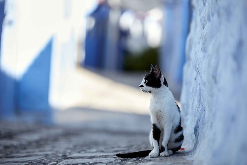 Picture 1 for Activity Private Day Trip To Chefchaouen From Fes